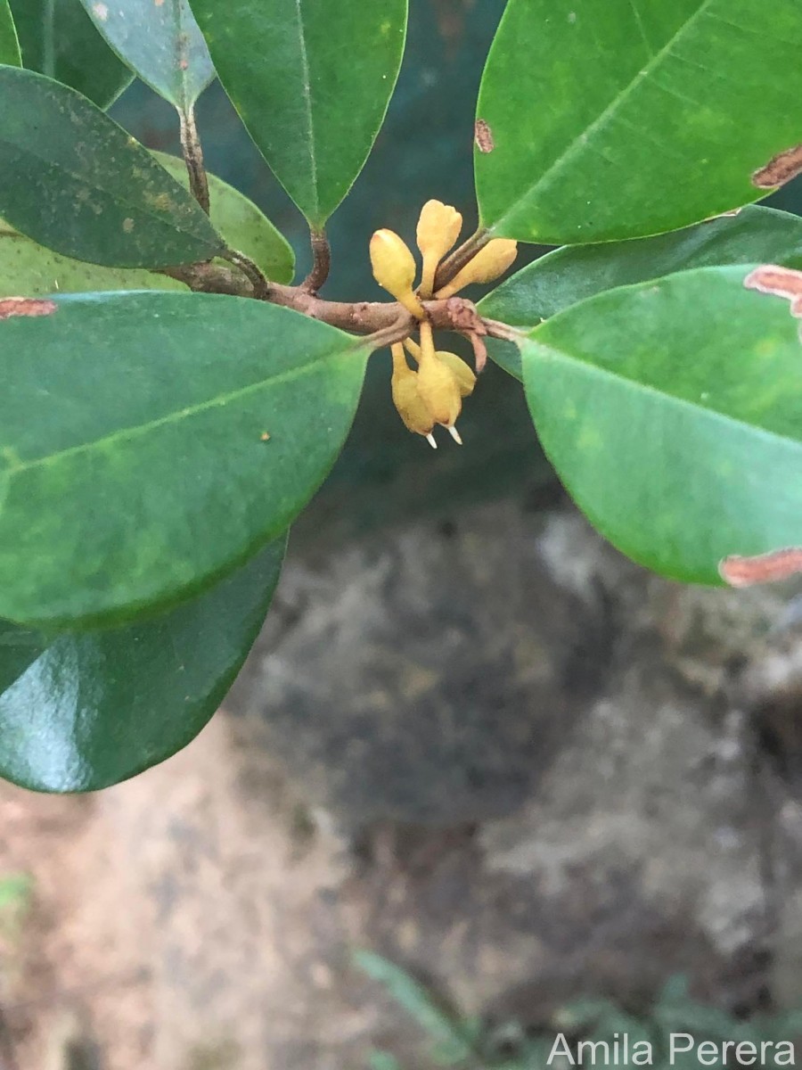 Palaquium zeylanicum Verdc.